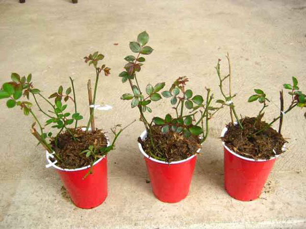 CÁCH TRỒNG CÀNH CHIẾT HOA HỒNG: HƯỚNG DẪN CHI TIẾT ĐẠT TỈ LỆ SỐNG CAO