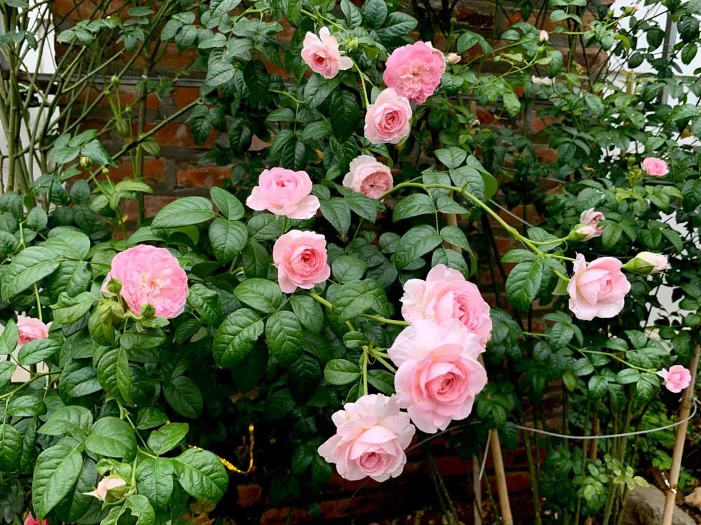 Hoa hồng leo Mon Coeur cần được phòng trừ sâu bệnh thường xuyên