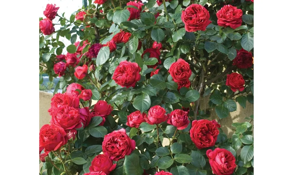 Hoa hồng leo Mộng Vy có cánh kép dày và màu đỏ tươi rực rỡ, rất sai hoa