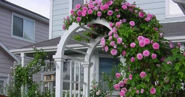 Hoa hồng leo Pháp được trồng trang trí hàng rào và cổng nhà
