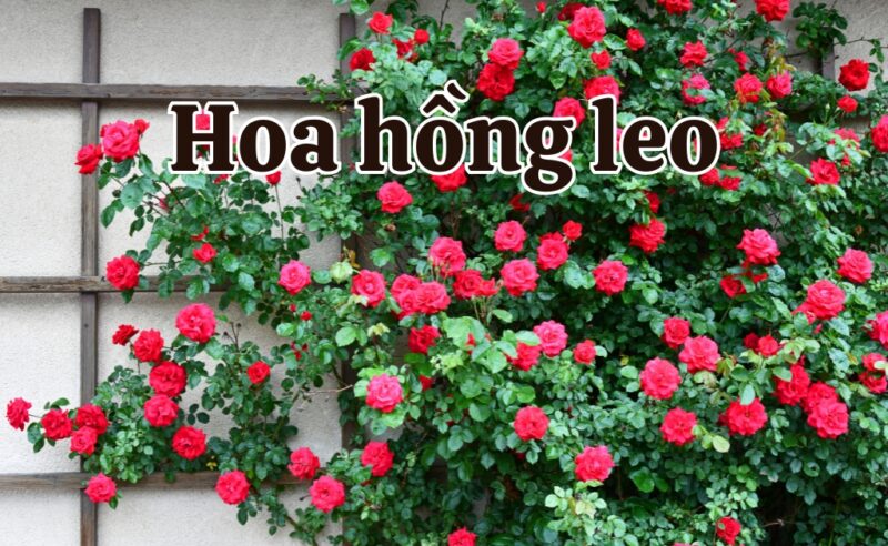 Cách Chăm Sóc Hoa Hồng Leo Mon Coeur: Kỹ Thuật Chuyên Sâu Đạt Giàn Hoa Rực Rỡ