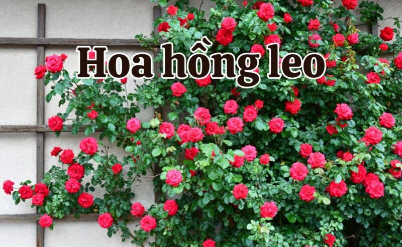Cách Chăm Sóc Hoa Hồng Leo Mon Coeur: Kỹ Thuật Chuyên Sâu Đạt Giàn Hoa Rực Rỡ