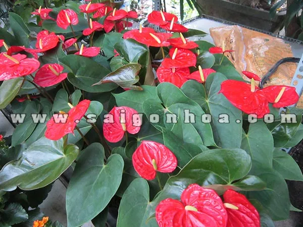 Hoa hồng môn - Sài Gòn Hoa