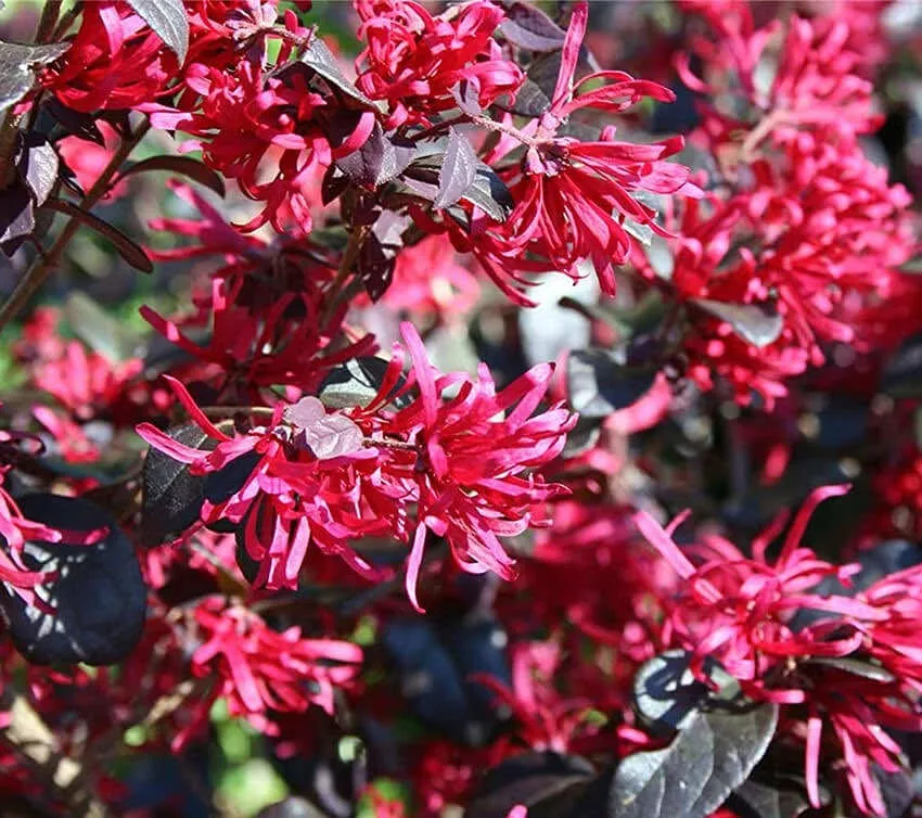 Hoa Hồng Phụng nở rộ với màu đỏ tía đặc trưng là kết quả của kỹ thuật bón phân và ánh sáng đúng