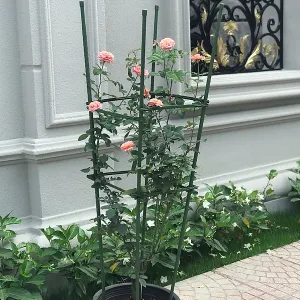 Hoa hồng rực rỡ sau khi áp dụng đầy đủ các kỹ thuật và cách chăm sóc cây hoa hồng tại nhà theo quy trình chuyên nghiệp