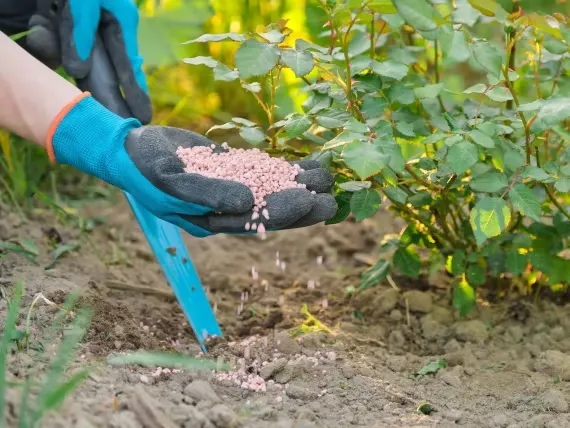 Hoa hồng sau khi được chăm bón đúng cách khoe sắc rực rỡ và khỏe mạnh