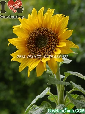 Hoa hướng dương vàng rực rỡ với nhụy hoa lớn