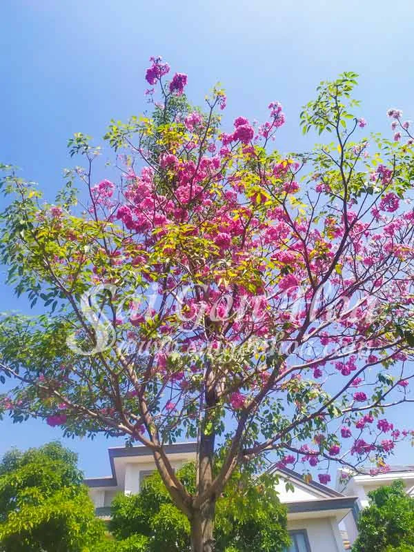 Hoa kèn hồng đẹp