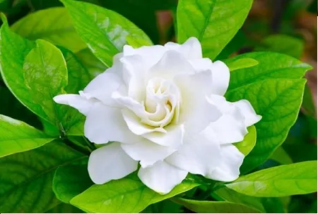 Hoa lài tây kép có mùi thơm nhẹ, là điểm nhấn quý giá trong bộ sưu tập cây cảnh và kỹ thuật chăm sóc hoa lài