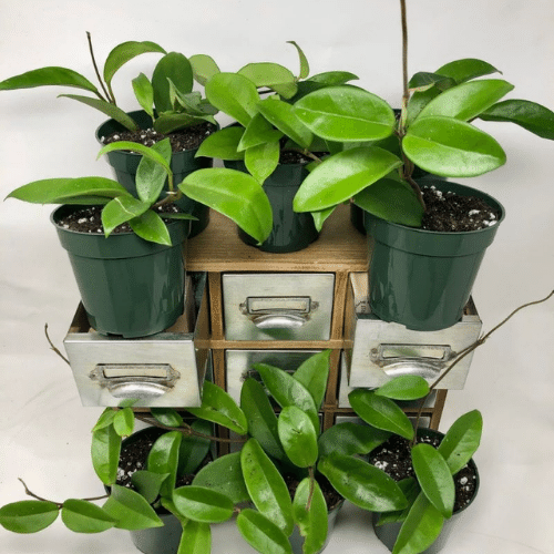 Cách Trồng Hoa Lan Cẩm Cù Ra Hoa Quanh Năm: Hướng Dẫn Kỹ Thuật Chi Tiết