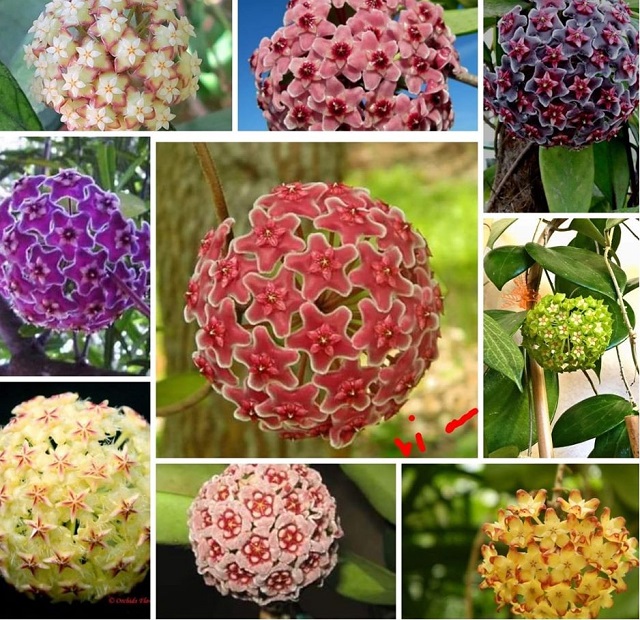 Cách Trồng Hoa Lan Cẩm Cù Ra Hoa Quanh Năm: Hướng Dẫn Kỹ Thuật Chi Tiết