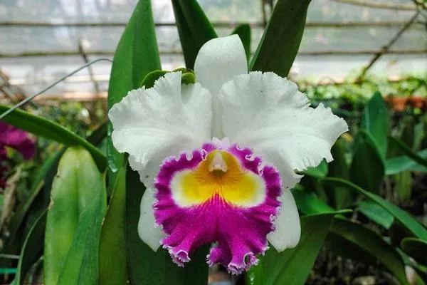 Hoa lan Cattleya màu tím hồng rực rỡ, cánh xòe rộng, một phần quan trọng trong cách trồng và chăm sóc hoa lan cattleya