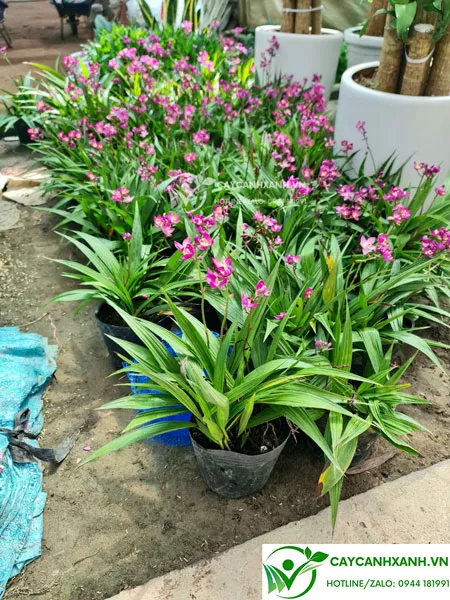 Hoa lan chu đinh màu tím nở bền, thể hiện thành công trong cách chăm sóc cây chu đinh lan tại nhà