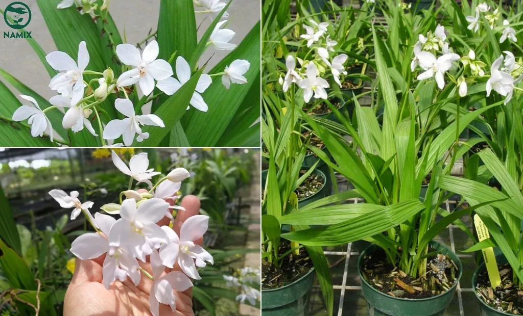 Hoa Lan Đất trắng được ưa chuộng với vẻ đẹp thuần khiết