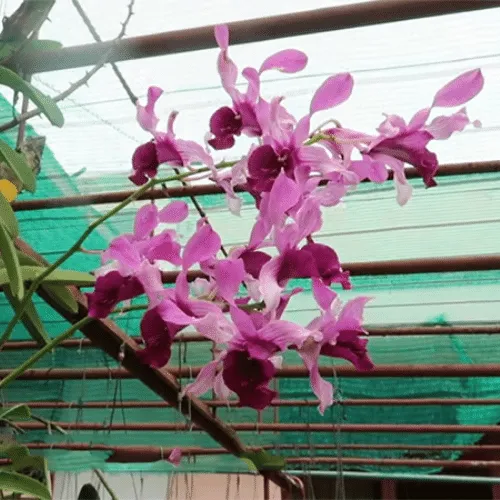 Hoa lan dendro nắng hồng