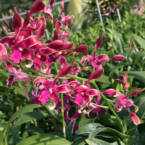 Hoa lan dendro nắng tím