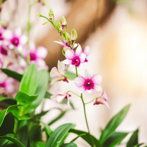 Hoa lan dendro xuân với màu sắc rực rỡ và thân chùm hoa dày đặc