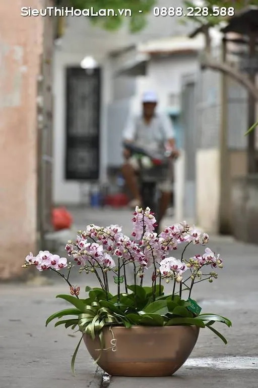 Hoa lan hồ điệp có thể bị rụng do tưới nước quá nhiều dẫn đến thối rễ hoặc quá ít gây khô héo