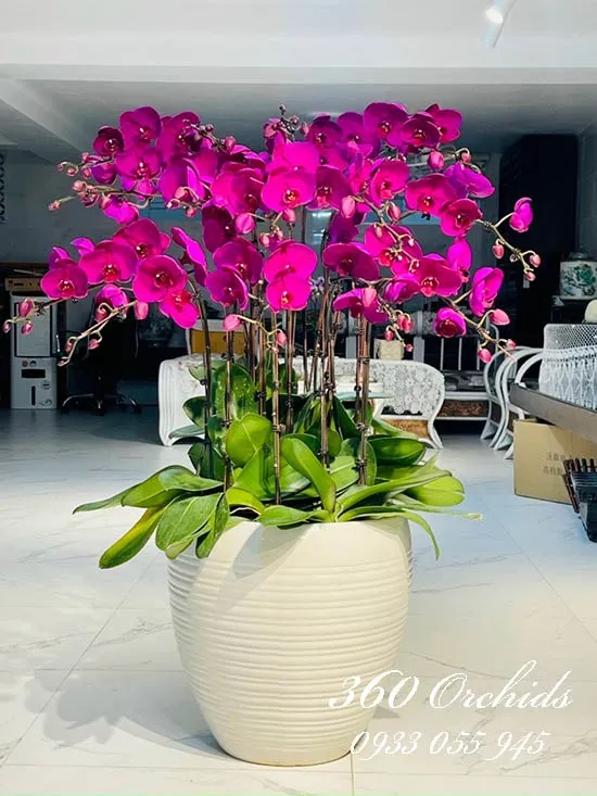 Cách Trồng Hoa Cánh Bướm Từ A Đến Z Đảm Bảo Cây Nở Hoa Rộ