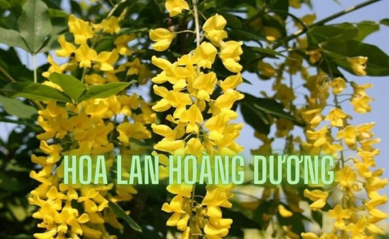 Cách Trồng Hoa Lan Hoàng Dương: Cẩm Nang Chăm Sóc Từ A Đến Z