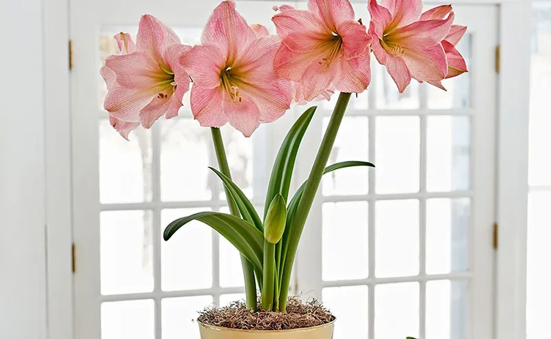 Hoa Lan Huệ không cần phải tưới nước thường xuyên, chỉ 1-2 lần/tuần