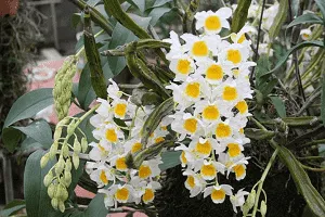 Hoa lan Kiều vàng rực rỡ, một loài lan rừng cần ánh sáng phù hợp trong cách chăm sóc các loại hoa lan