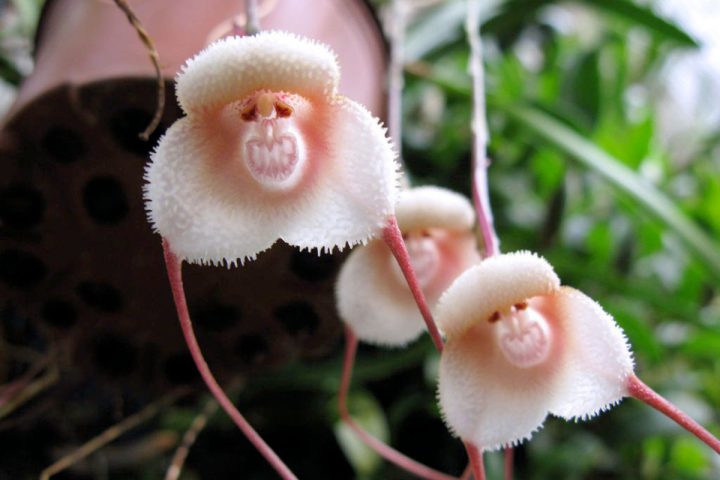 Cách Trồng Hoa Lan Mặt Khỉ Chuẩn Chuyên Gia Tại Nhà Và Kỹ Thuật Chăm Sóc