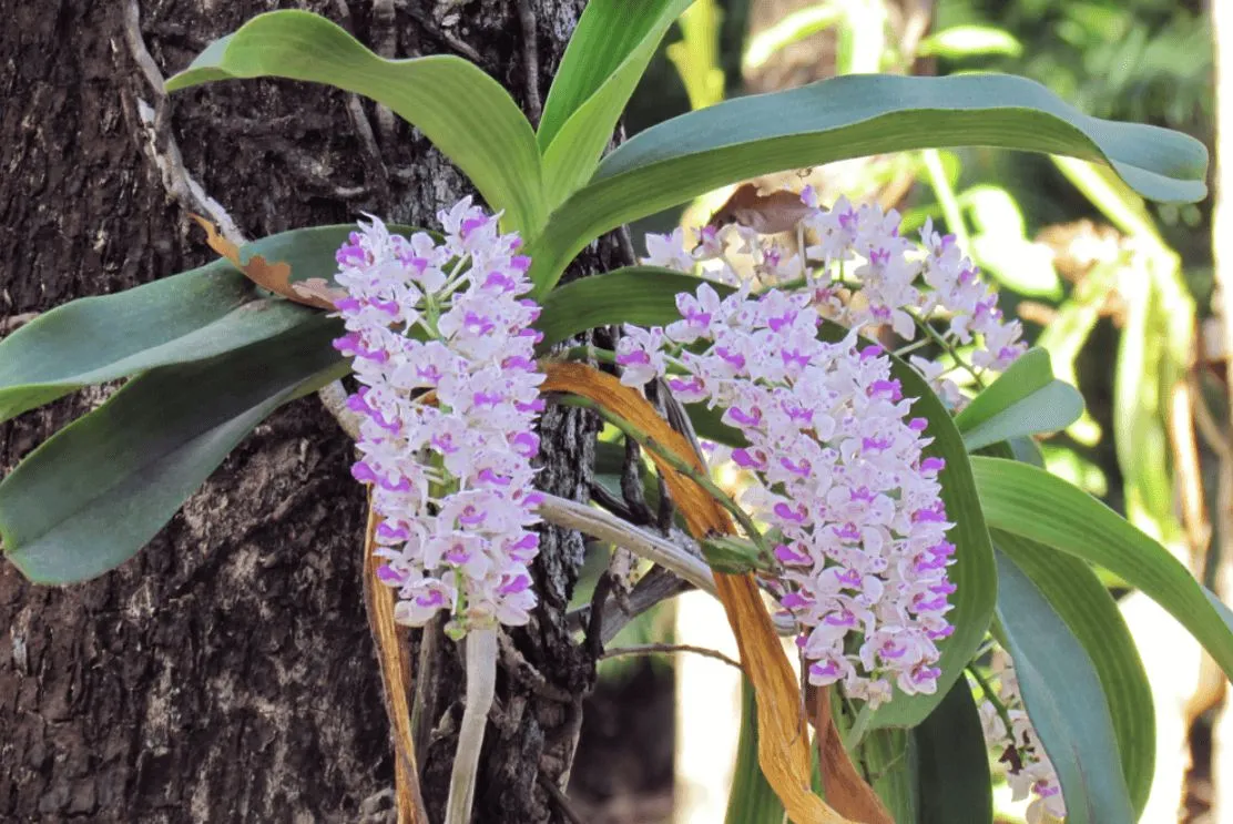 Hoa Lan Ngọc Điểm Đai Châu nở rộ, đòi hỏi kỹ thuật tưới nước và phân bón chuẩn khi chăm sóc