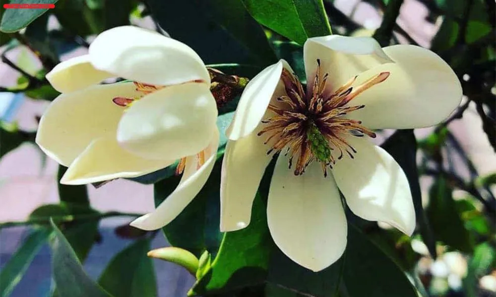 Hoa lan tiêu mang ý nghĩa phong thủy tốt, biểu trưng cho sự gắn bó