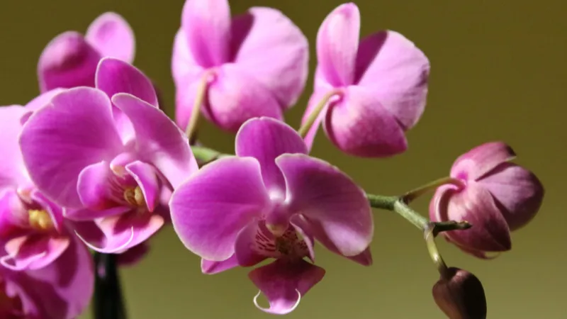 Hoa lan tím đại diện cho tình yêu nồng say, bền vững, được sử dụng rộng rãi trong các dịp kỷ niệm