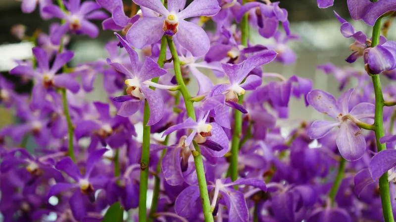 Hoa lan tím với sự sang trọng của hoàng gia luôn hấp dẫn người yêu hoa bởi vẻ đẹp huyền bí