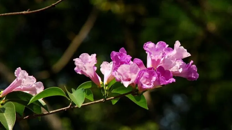 Hoa lan tỏi dưới ánh nắng