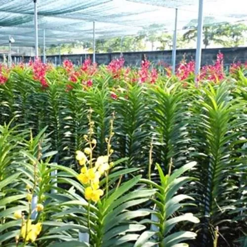 Hoa lan Vanda đang nở rộ với màu sắc tươi sáng, được trồng trong giỏ gỗ treo thông thoáng.