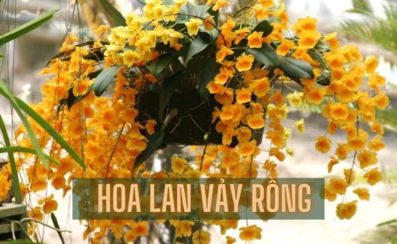 Cách Chăm Sóc Lan Trầm Tím Ra Hoa Chuẩn Kỹ Thuật Cho Vườn Lan Rực Rỡ