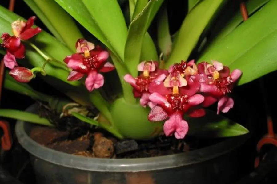 Hoa lan vũ nữ nở rộ rực rỡ, vẻ đẹp duyên dáng của loài lan Oncidium