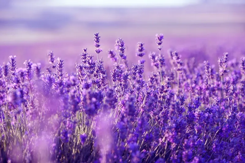 Hoa Lavender mang lại mùi hương thư giãn, hỗ trợ điều hòa nhịp tim, tốt cho giấc ngủ