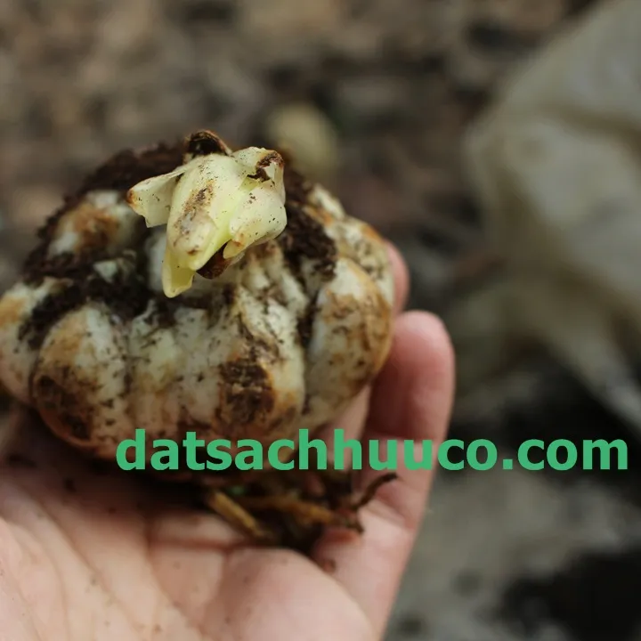 Hoa ly trồng chậu. Đất sạch trồng hoa ly chơi tết