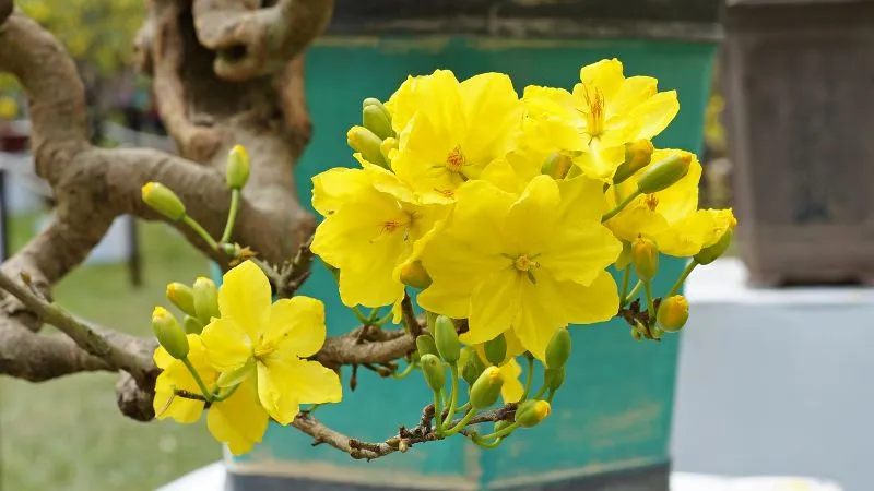Hoa mai vàng nở rộ ngày Tết mang ý nghĩa tài lộc
