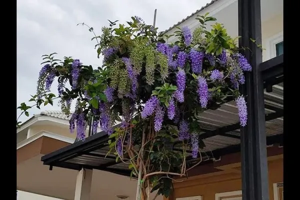 Hoa Mai xanh là thực vật dây leo rất cần ánh sáng