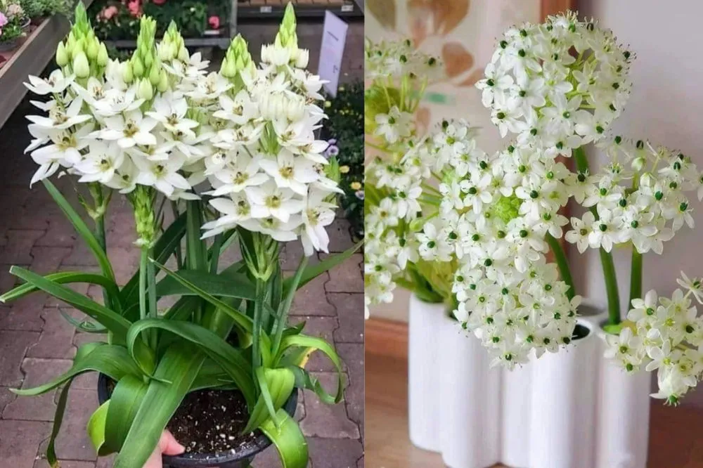 Hoa Mắt Ngọc đang nở rộ, minh họa cho thành công của cách chăm sóc hoa mắt ngọc