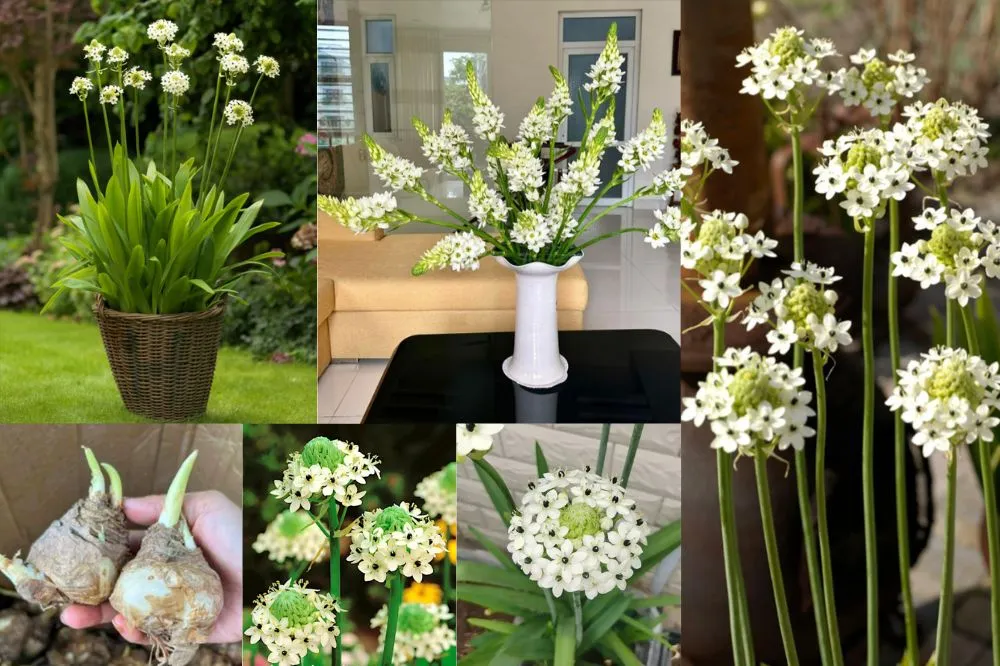 Hoa Mắt Ngọc được trồng trong chậu, thể hiện rõ vẻ đẹp thuần khiết và cách chăm sóc hoa mắt ngọc