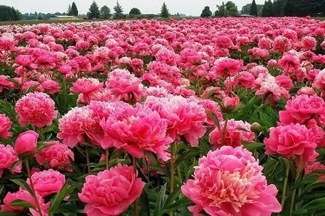 Hoa mẫu đơn đang phát triển mạnh mẽ trên nền đất màu mỡ có khả năng thoát nước tốt, cho thấy sự chuẩn bị đất kỹ lưỡng