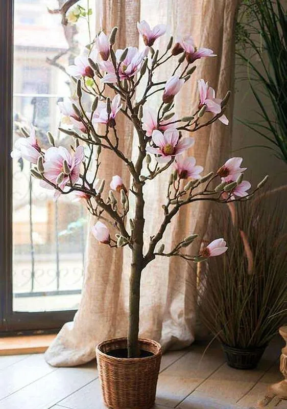 Hoa Mộc Lan nở rộ, dày cánh và có hương thơm quyến rũ