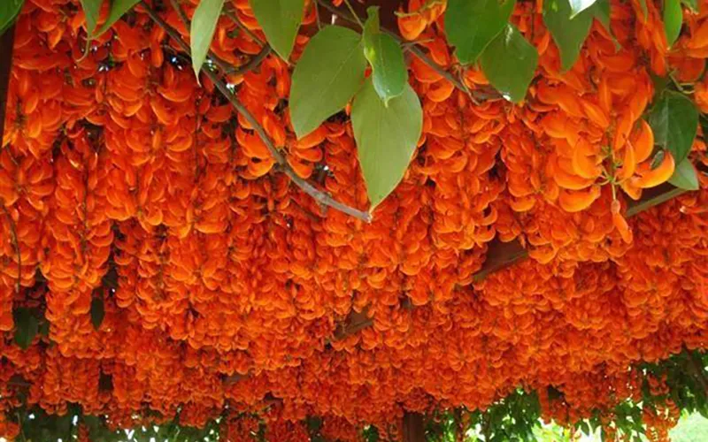 Hoa móng cọp đỏ cam rực rỡ, mọc thành chùm dài trên giàn leo