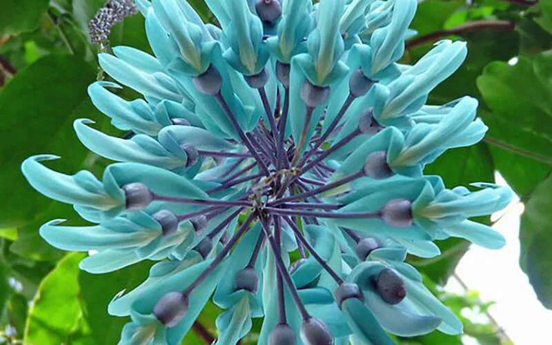 Hoa móng cọp nguyên bản có chùm hoa màu xanh ngọc rủ dài xuống từ giàn leo