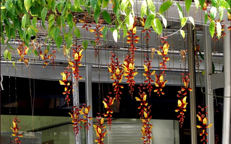Hoa móng cọp trồng giàn trên cao, dây leo phát triển mạnh mẽ và che phủ toàn bộ giàn