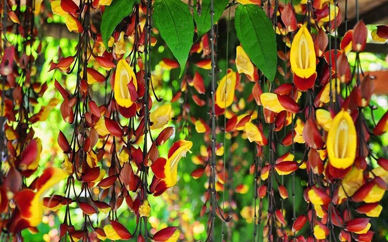 Hoa móng cọp vàng xen đỏ, hình dáng độc đáo giống chiếc hài