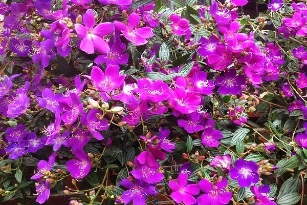 Hoa Mua tím đậm khoa sắc vào mùa hè