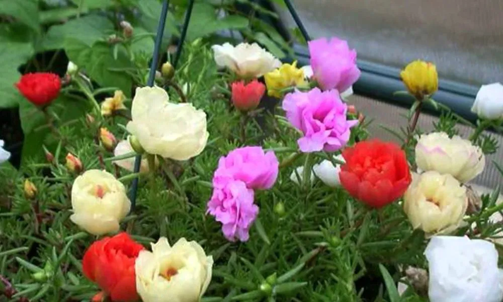 Hoa mười giờ Mỹ với nhiều cánh xếp chồng tạo bông hoa kép