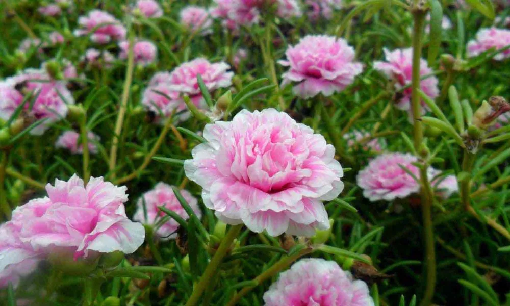 Hoa mười giờ Nga với khả năng chịu nắng và ra hoa khỏe